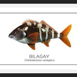 Cuadro Colección Especies de Peces Chilenos: Bilagay