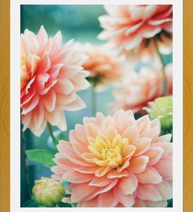 Cuadro Happy Flowers