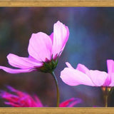Cuadro Pink Cosmo