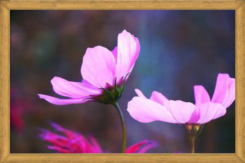 Cuadro Pink Cosmo
