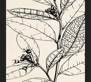 Cuadro MINIMAL LEAVES - 01 NUDE