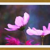 Cuadro Pink Cosmo