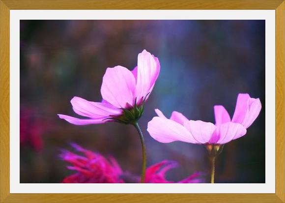Cuadro Pink Cosmo