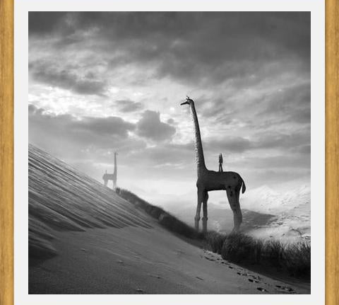 Cuadro Giraffes