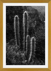 Cuadro Cactus Paisaje
