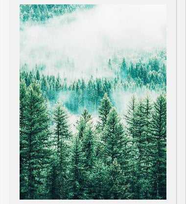 Cuadro Forest and Fog