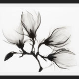 Cuadro Magnolia