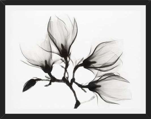 Cuadro Magnolia