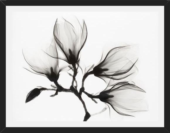 Cuadro Magnolia