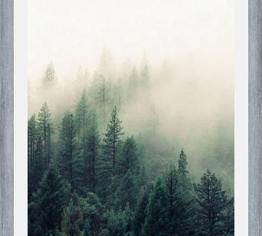 Cuadro The Fog And The Forest II