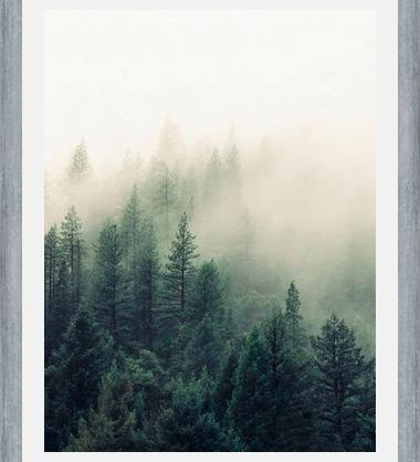 Cuadro The Fog And The Forest II