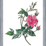 Cuadro Rosa II