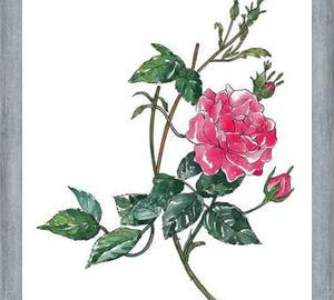 Cuadro Rosa II