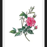 Cuadro Rosa II