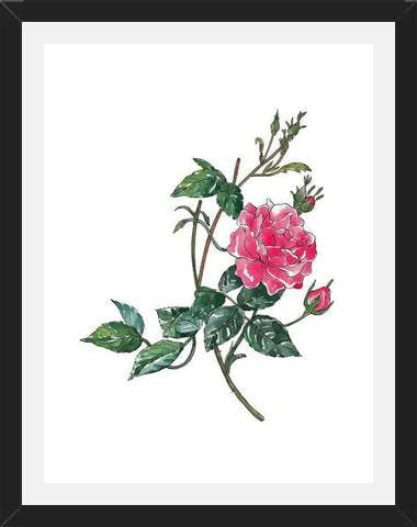 Cuadro Rosa II