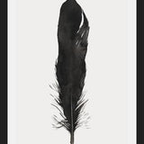Cuadro Pluma Acuarela 1