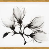 Cuadro Magnolia