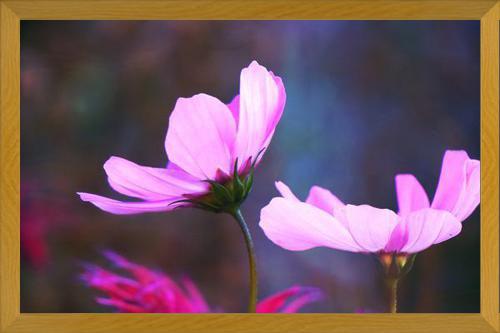 Cuadro Pink Cosmo