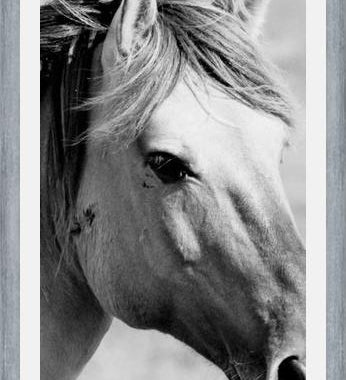 Cuadro horse