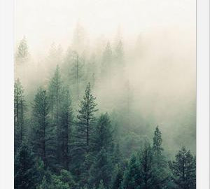 Cuadro The Fog And The Forest II