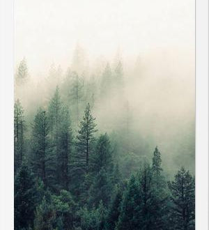 Cuadro The Fog And The Forest II