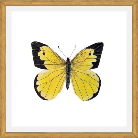 Cuadro Mariposa amarilla Boliviana