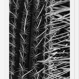 Cuadro Cactus
