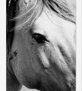 Cuadro horse