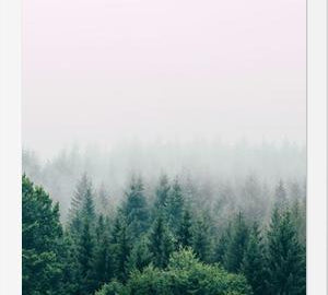 Cuadro The Fog And The Forest I