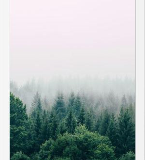 Cuadro The Fog And The Forest I
