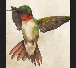 Enmarcado Colibrí Acuarela