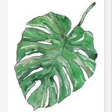 Cuadro Monstera Deliciosa