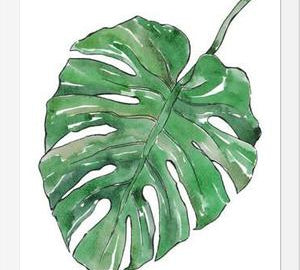 Cuadro Monstera Deliciosa