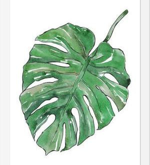 Cuadro Monstera Deliciosa