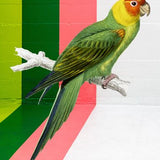 Canvas Graffiti Bird