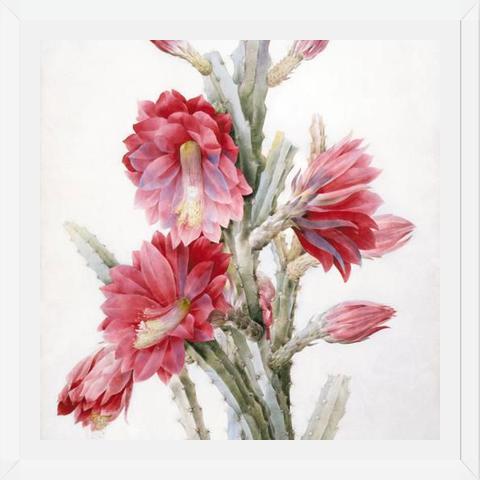 Cuadro Flor de Cactus 02