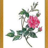 Cuadro Rosa II