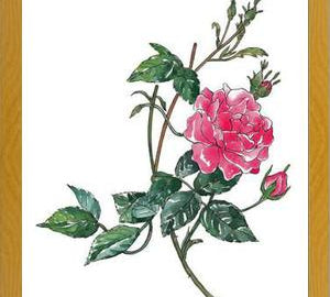 Cuadro Rosa II