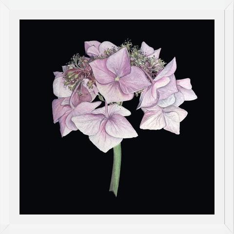 Cuadro Hortensia rosada