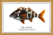 Cuadro Colección Especies de Peces Chilenos: Bilagay
