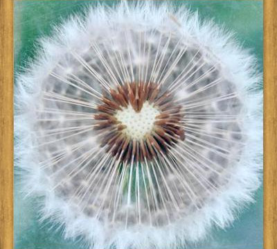 Cuadro Dandy Heart