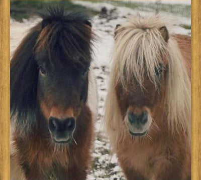 Cuadro Mini Horses in the Snow