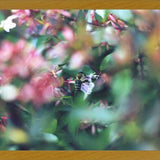 Cuadro Flores e insectos Nº6
