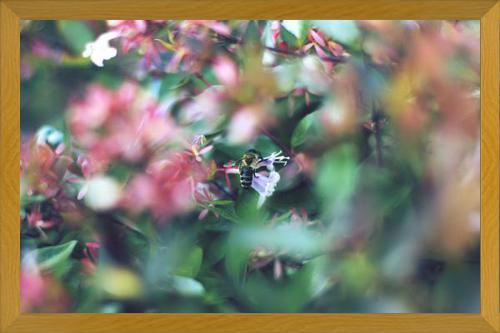 Cuadro Flores e insectos Nº6