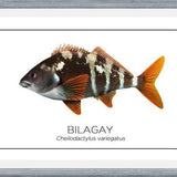 Cuadro Colección Especies de Peces Chilenos: Bilagay
