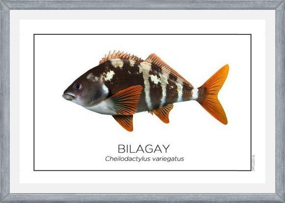 Cuadro Colección Especies de Peces Chilenos: Bilagay