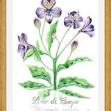 Cuadro alstroemeria