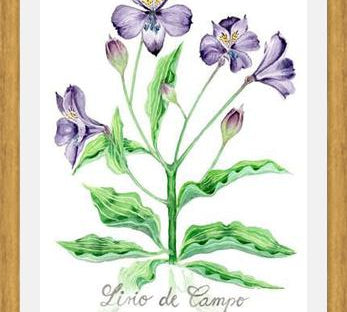 Cuadro alstroemeria