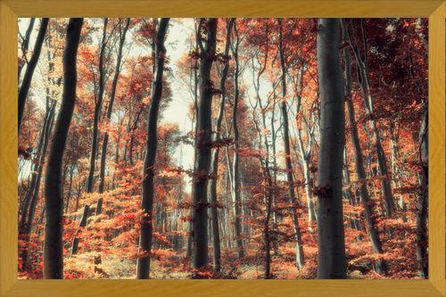 Cuadro Bosque de otoño