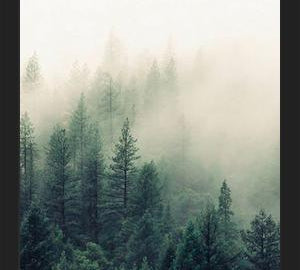 Cuadro The Fog And The Forest II